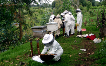 team of scientists collecting hives